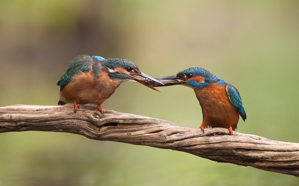 kingfishers 