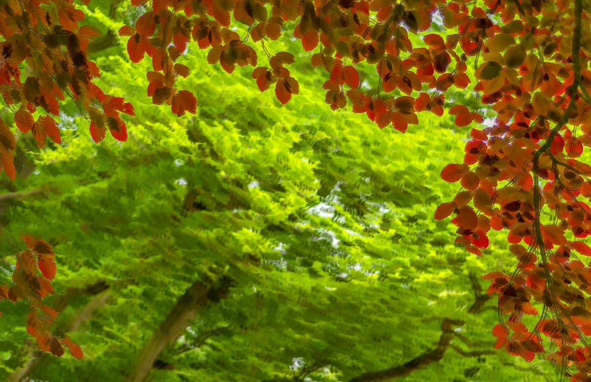 red beech and common beech in may