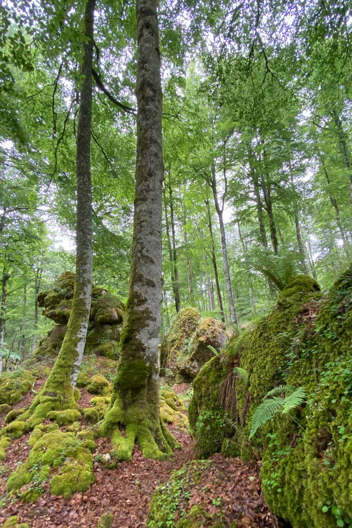 beech forest number two