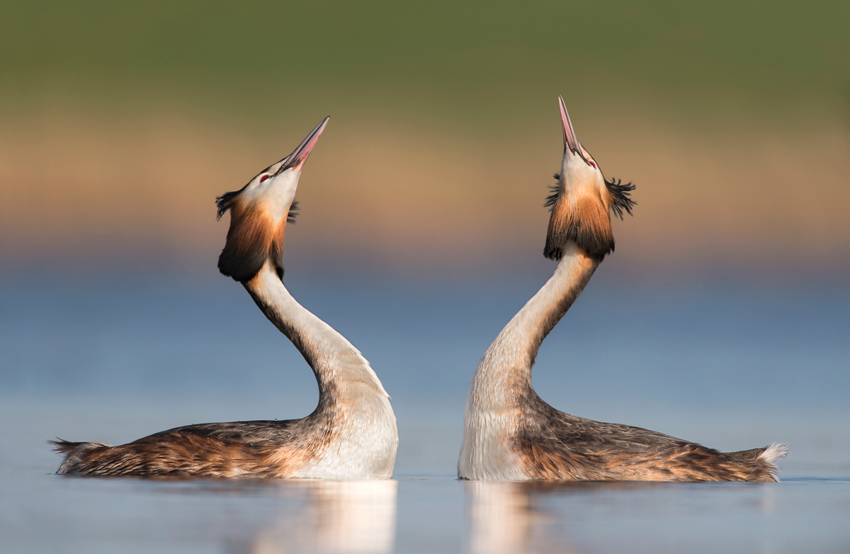2015: Shortlisted by SIPA, the Siena International Photography Awards