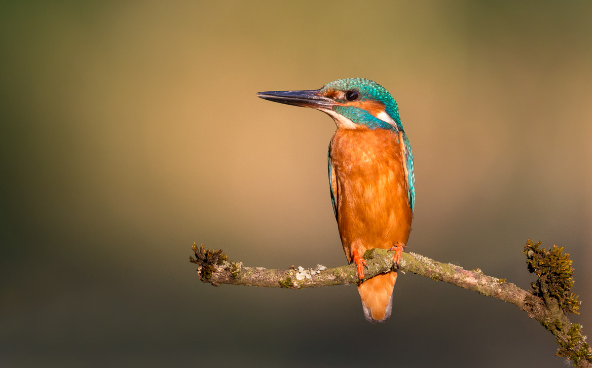 kingfisher