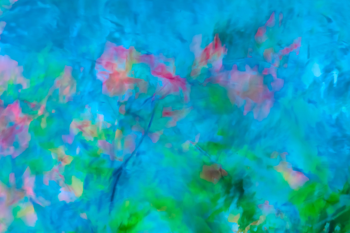 maple tree reflected in water (october)