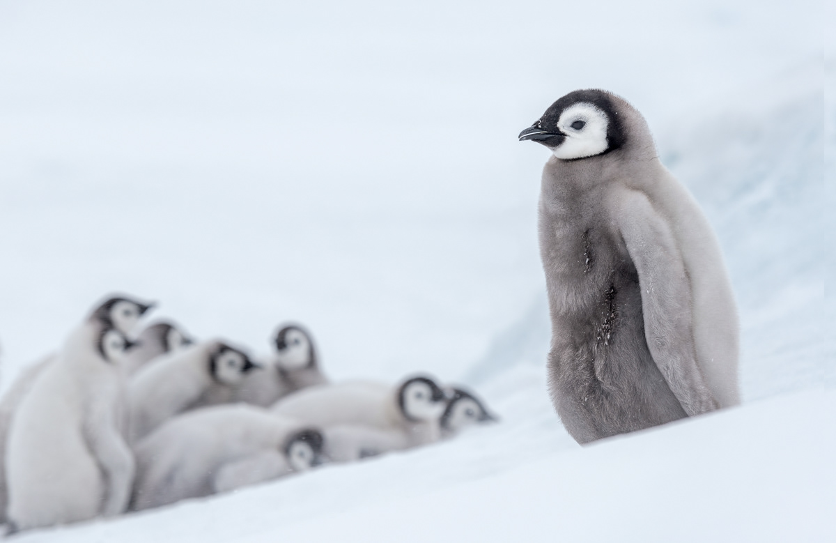 emperor penguin chicks playing