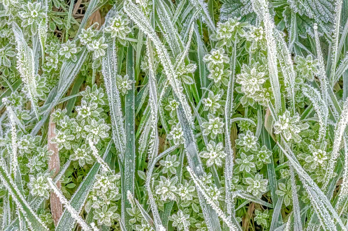 frozen weeds