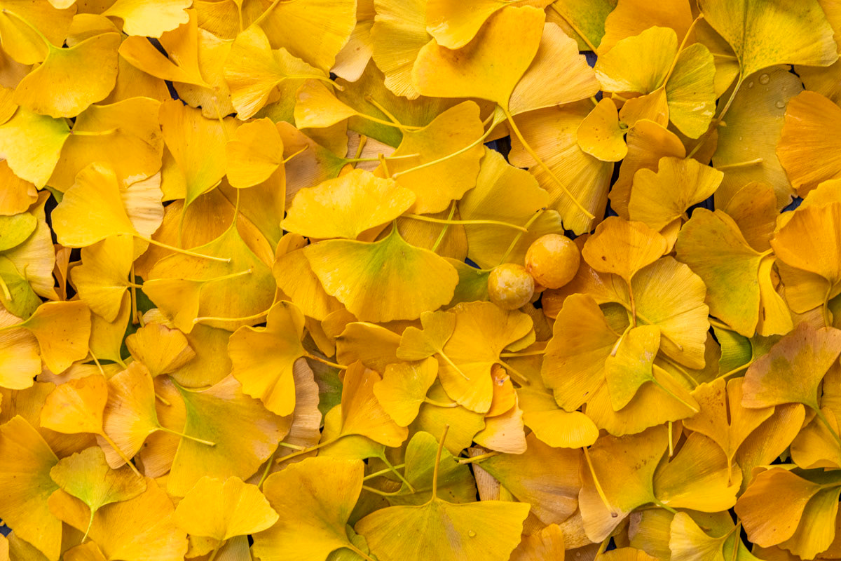 ginkgo leaves (october)