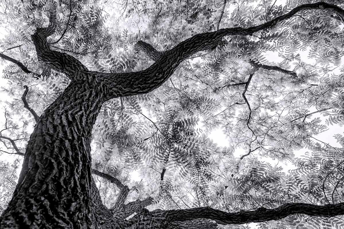 black walnut in june