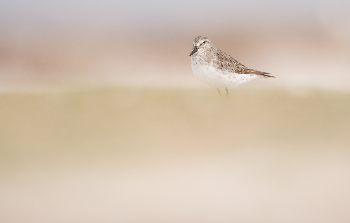 white-rumped sandpiper