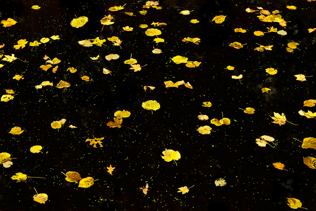 galaxy of leaves (october)