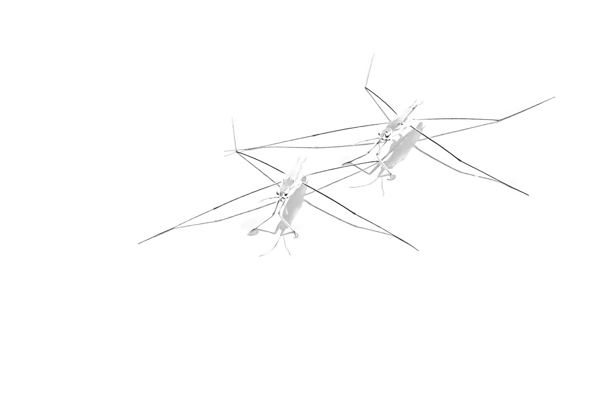 water striders