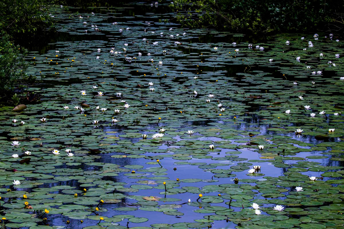 water lilies