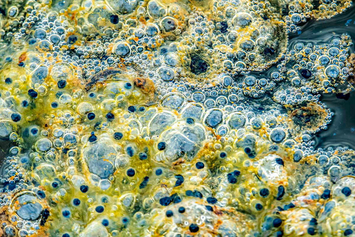 bubbles in the canal