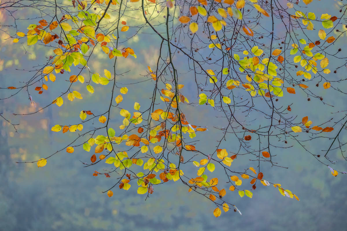 beech tree in autumn