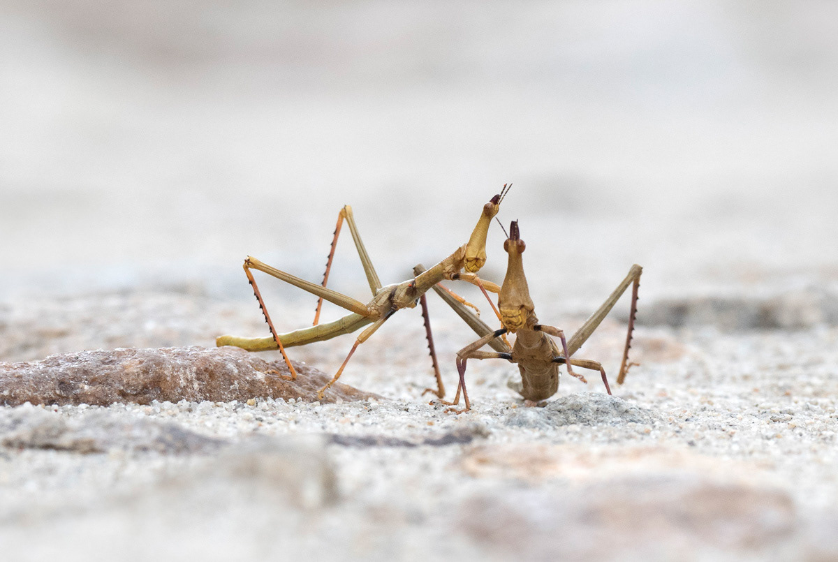 horse-headed grasshoppers in eusebio