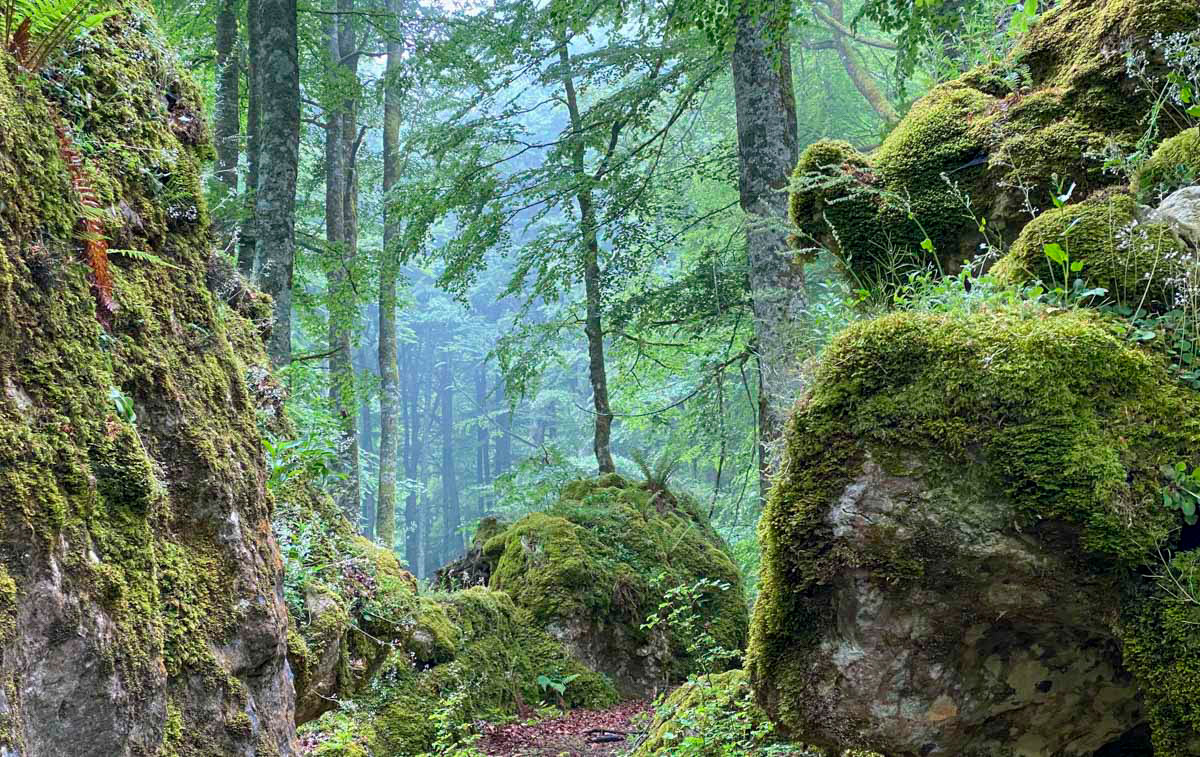 beech forest number two