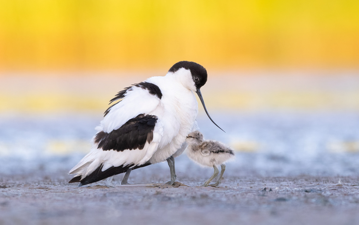 avocet chick seeking shelter with mom