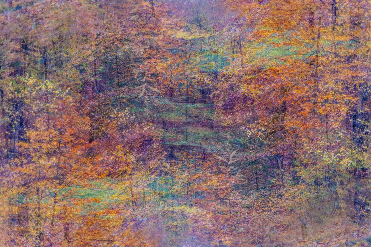 autumn forest (november)