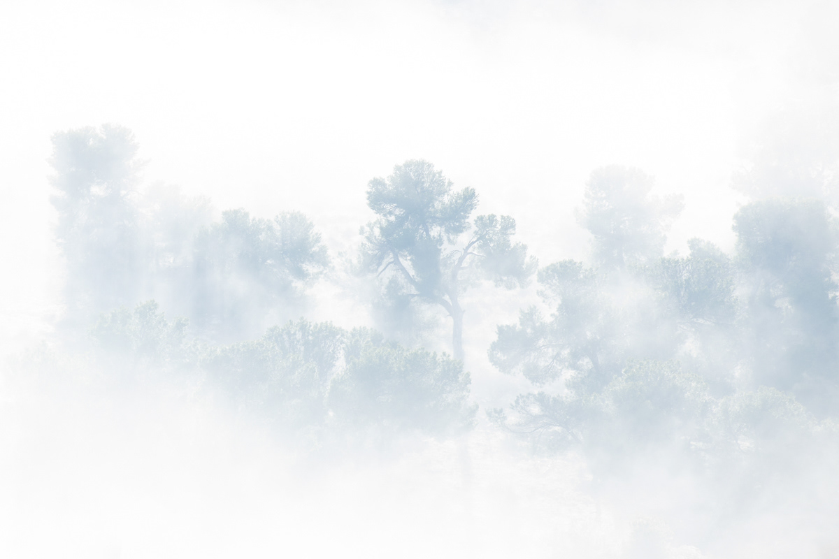 trees and fog