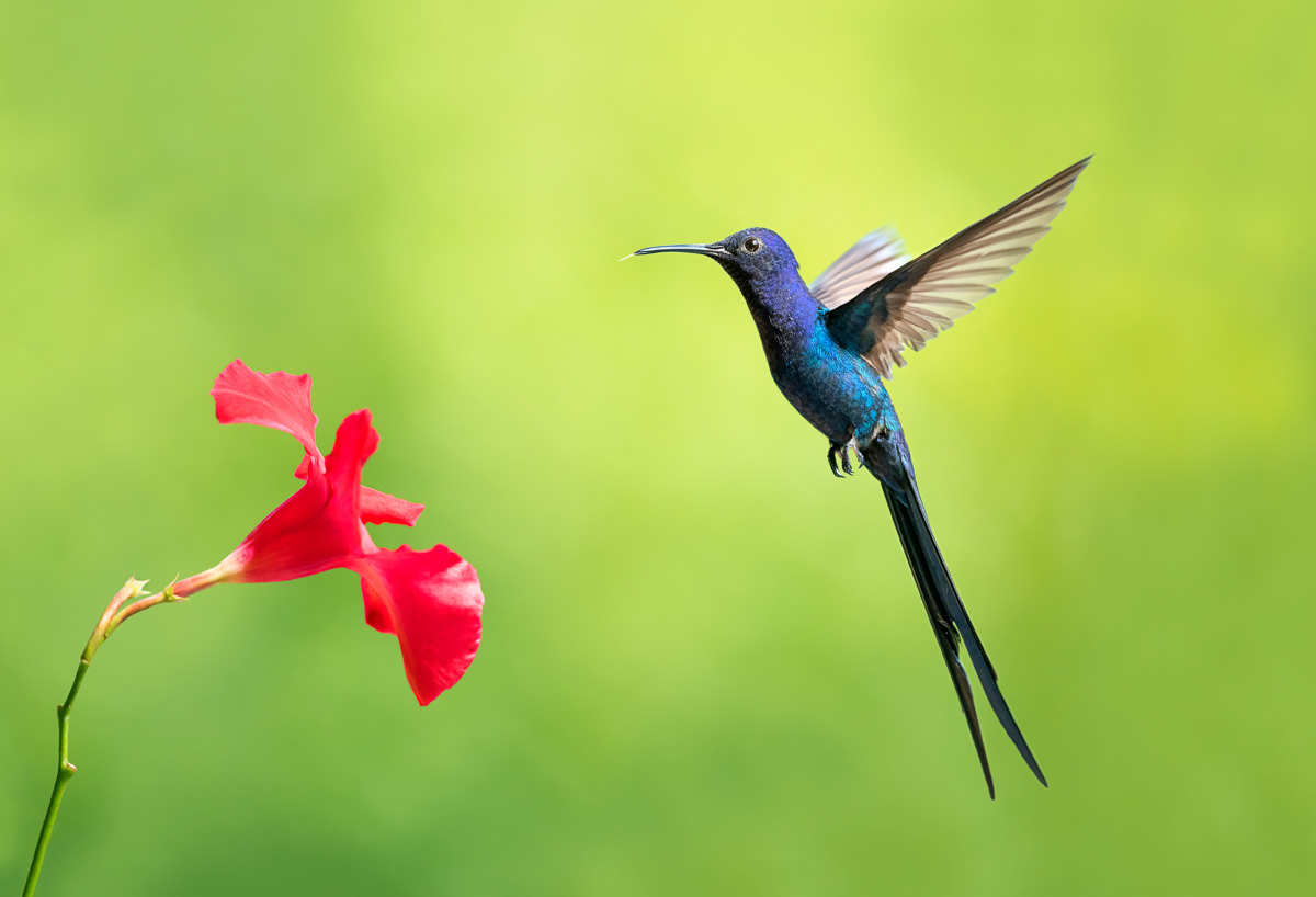 swallow-tailed hummingbird at home in fortaleza