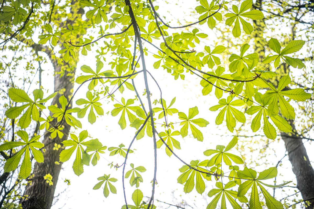 chestnut trees in april