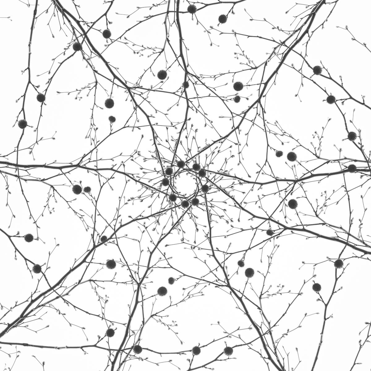 plane tree multiple exposed in winter