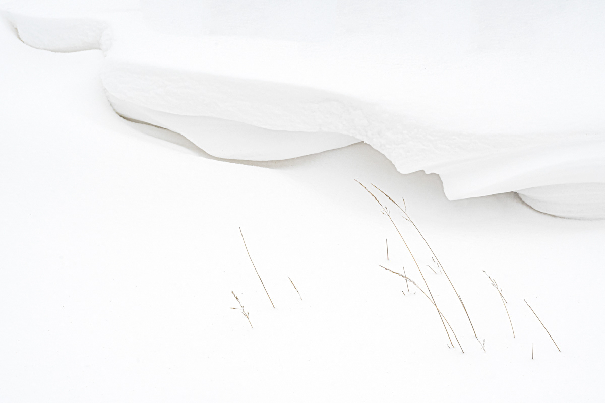 snow sculpture and some grasses