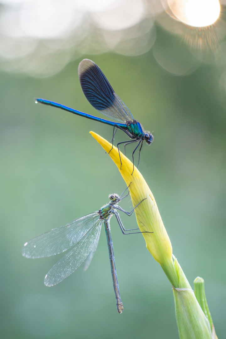 banded demoiselles (male and female)