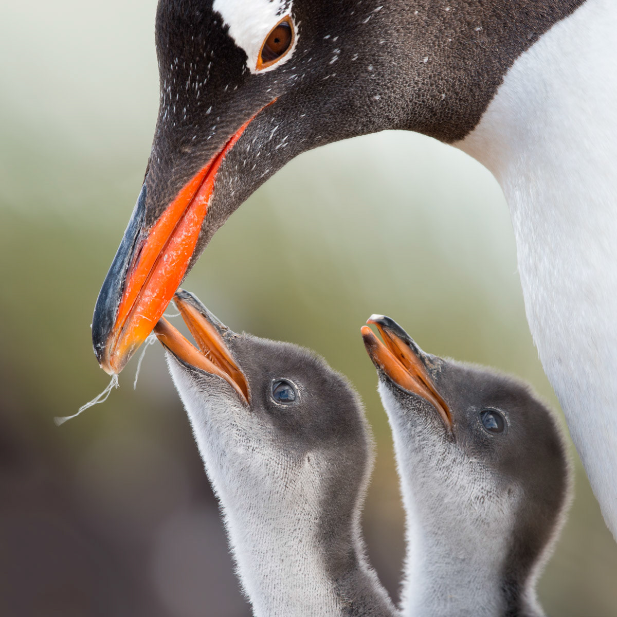 gentoo chicks and their mom