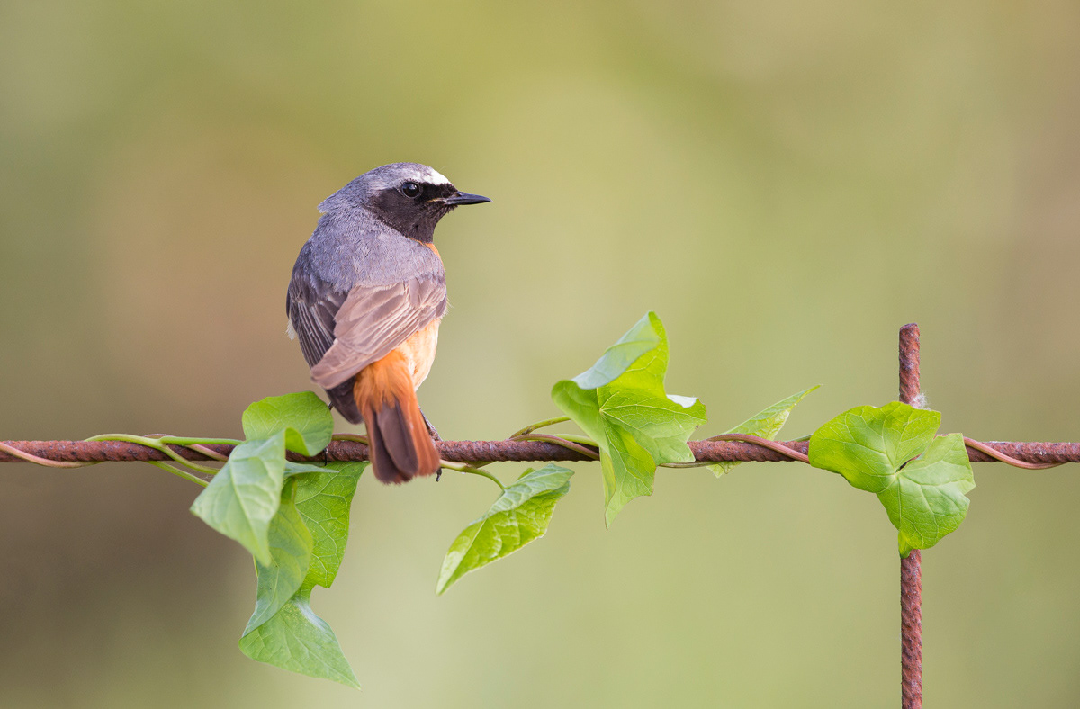 male collared redstart