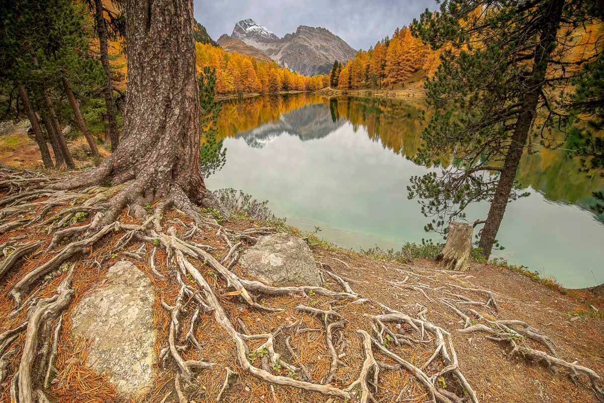 tree roots and the lake