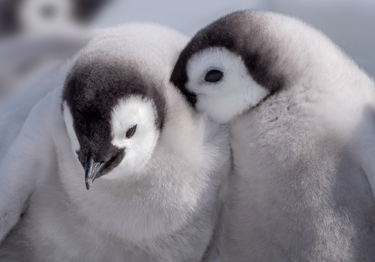 emperor penguin chicks playing