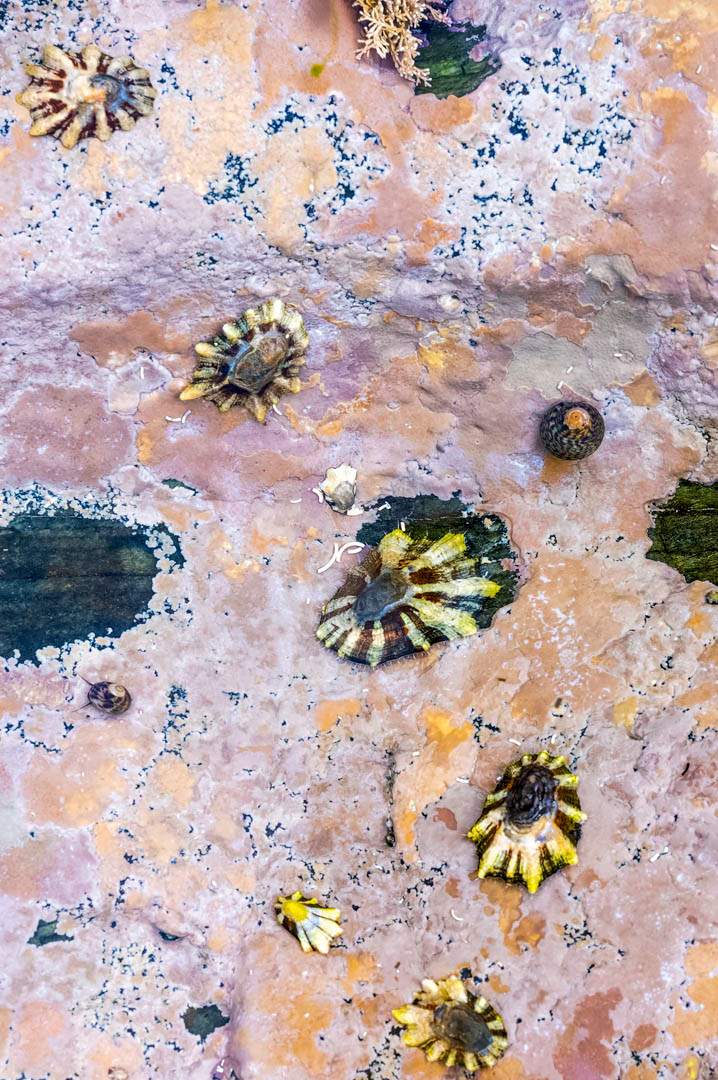 limpets