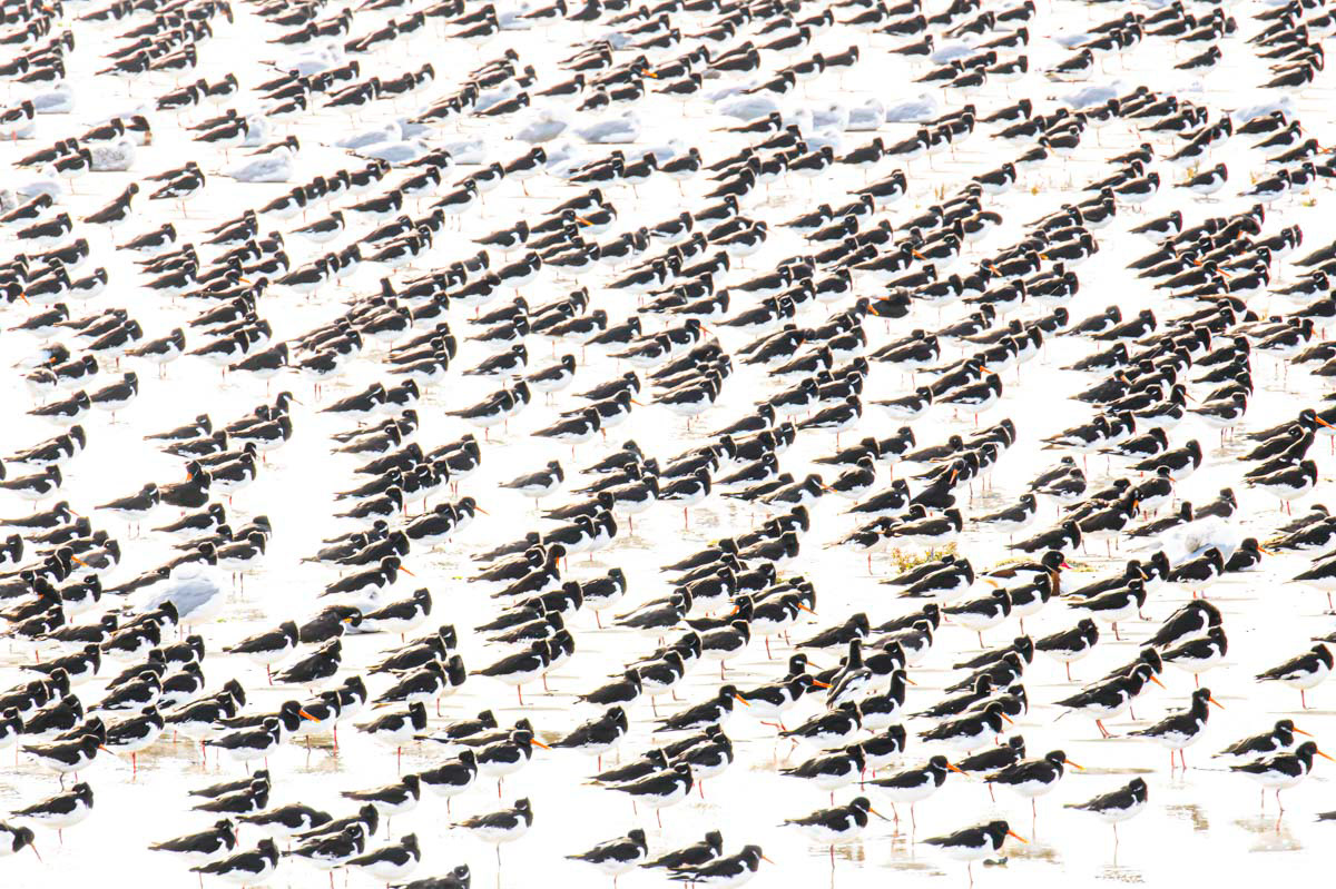 oystercatchers on the mudflats of schiermonnikoog