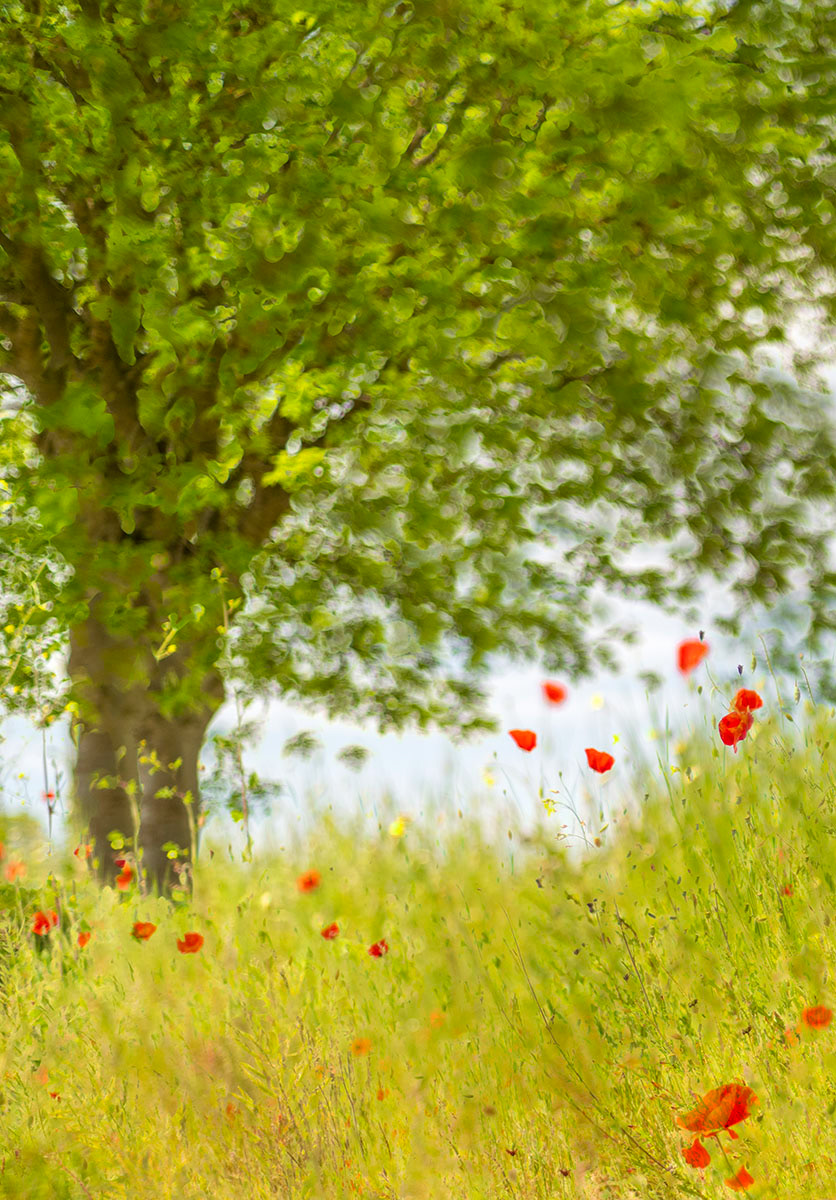 the tree and the poppies in may