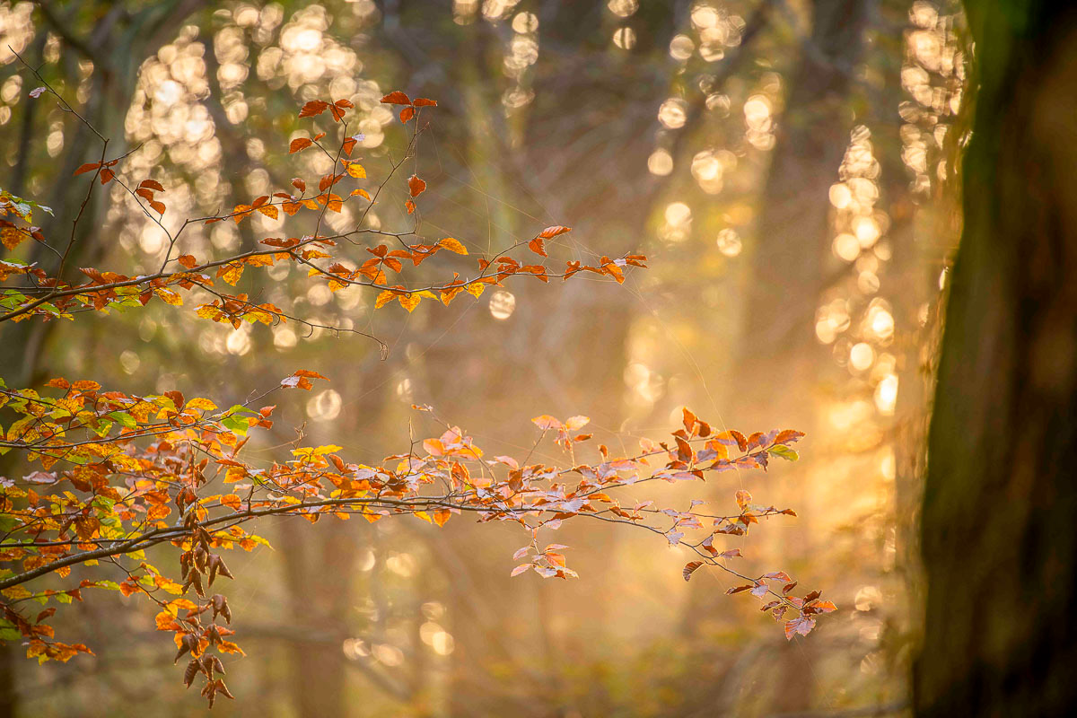 early autumn morning