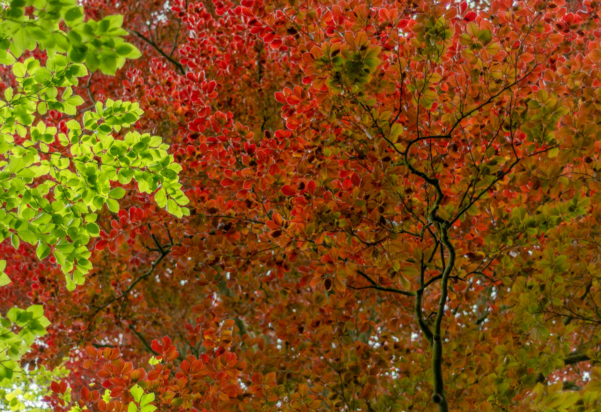 red beech and common beech in may