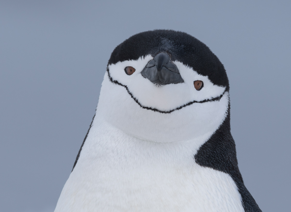 chinstrap penguin portrait