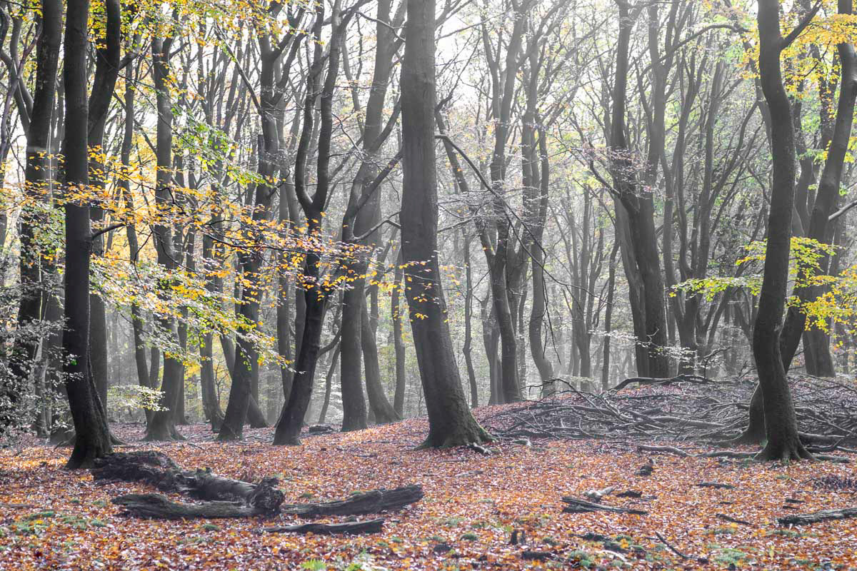 foggy forest in november