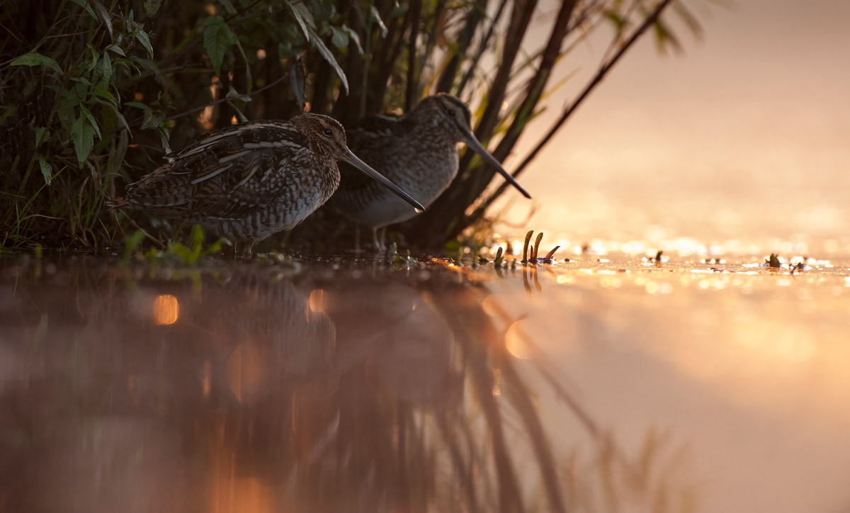 water snipes at sunrise