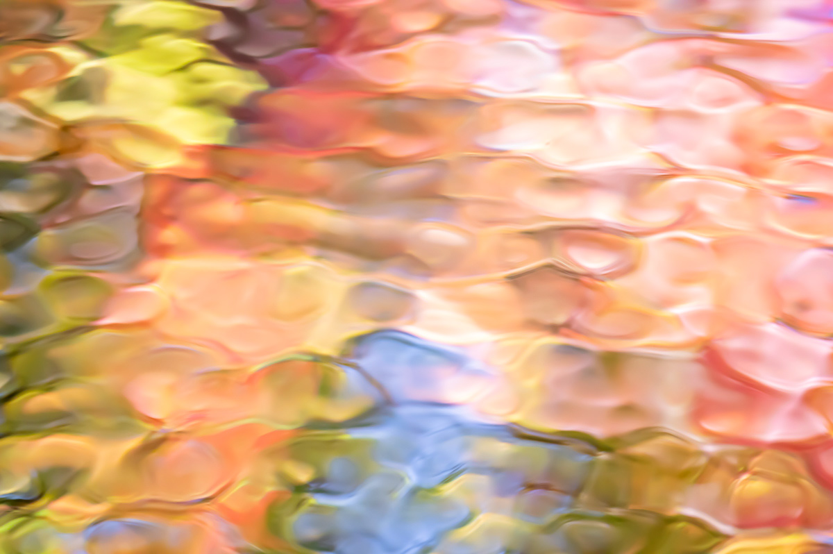 under the maple tree (reflections)