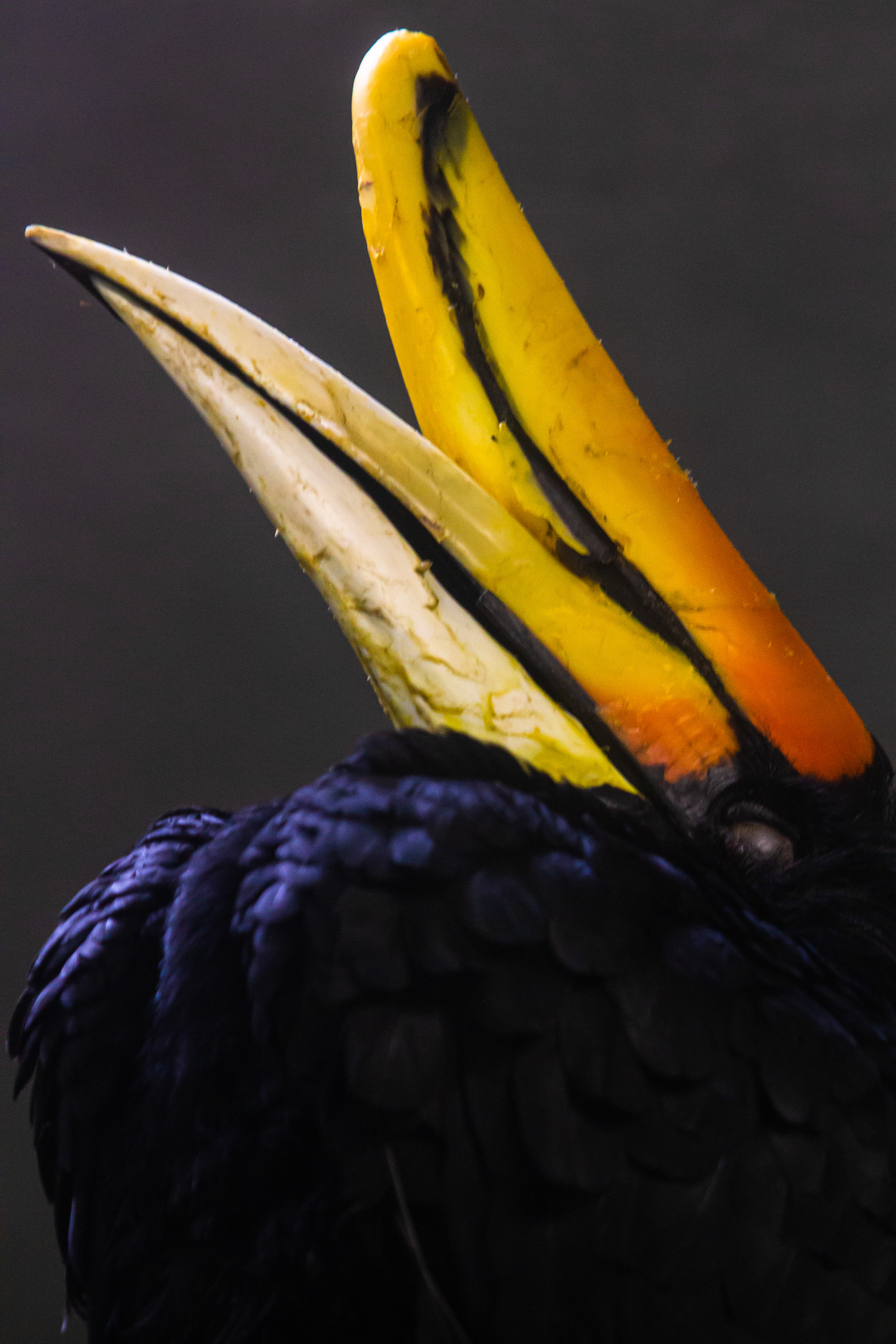 Rhinoceros Hornbill