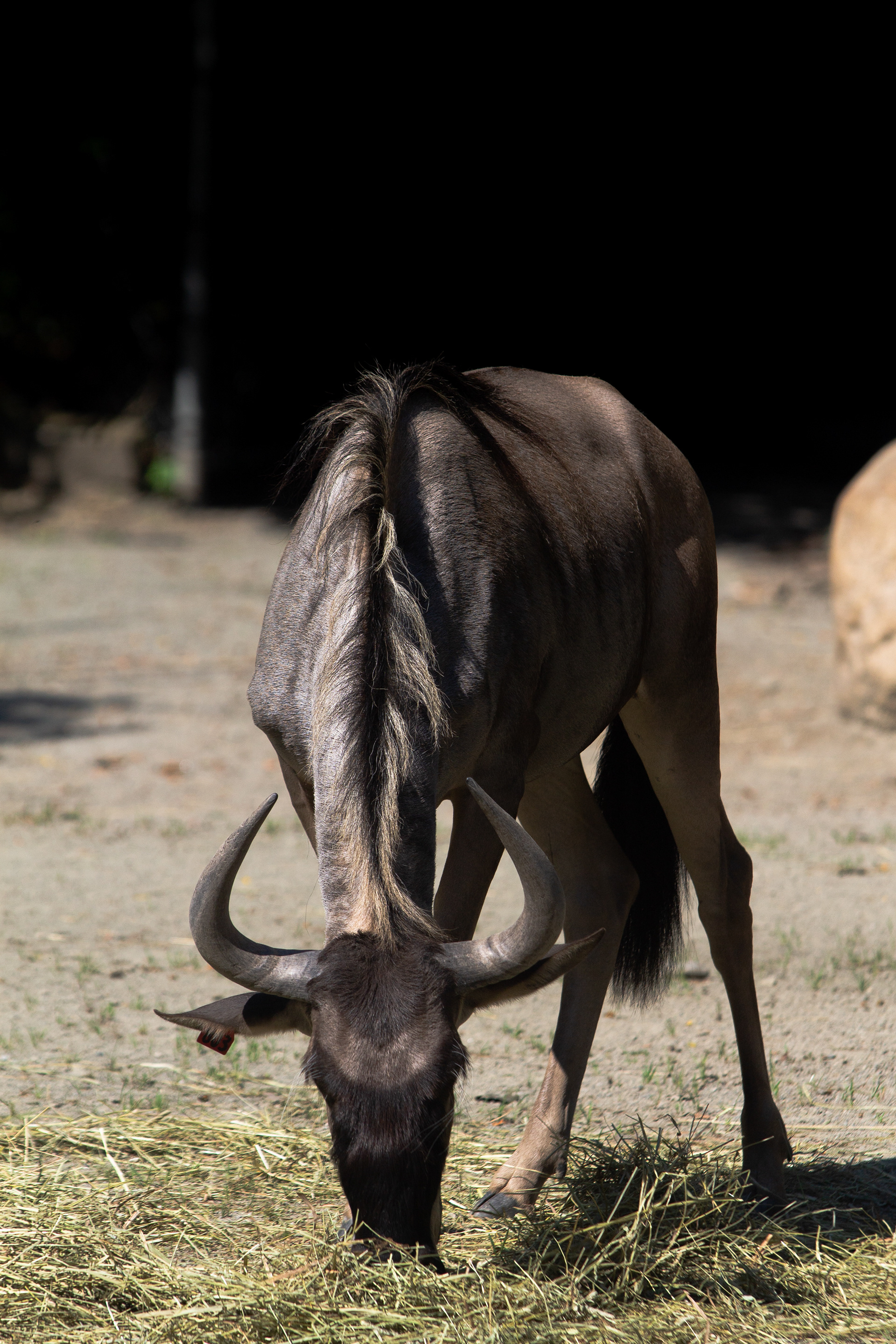 Common Wildebeest