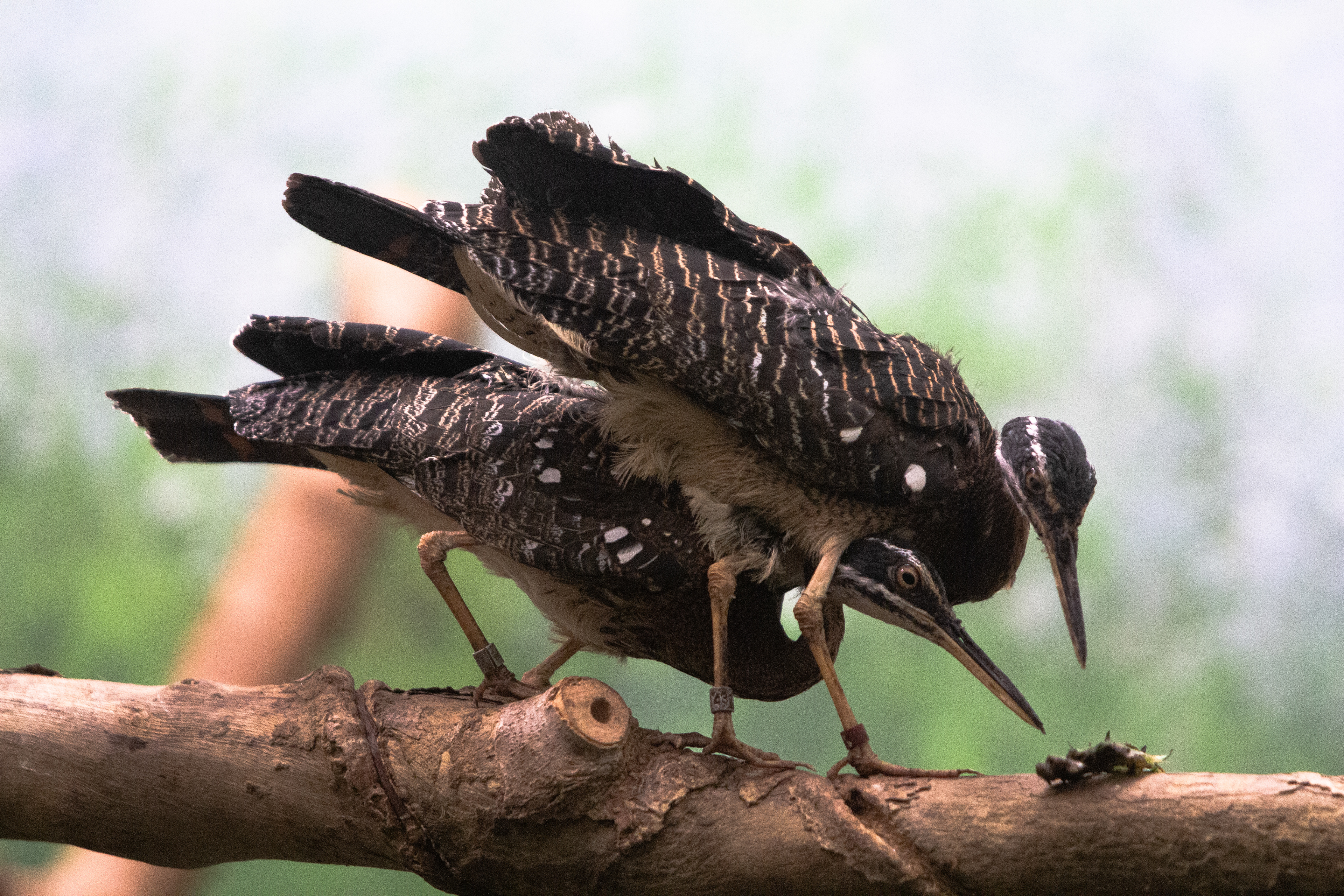 Sunbittern