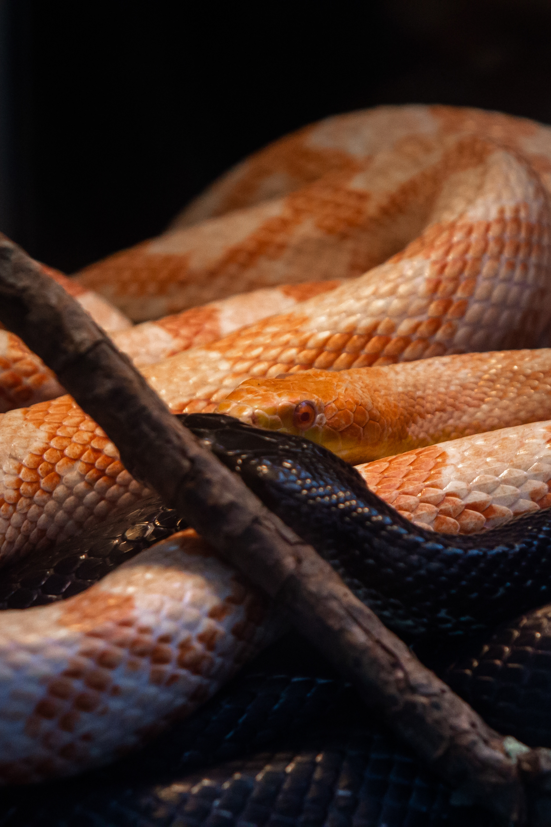 Indeterminate Colubrid