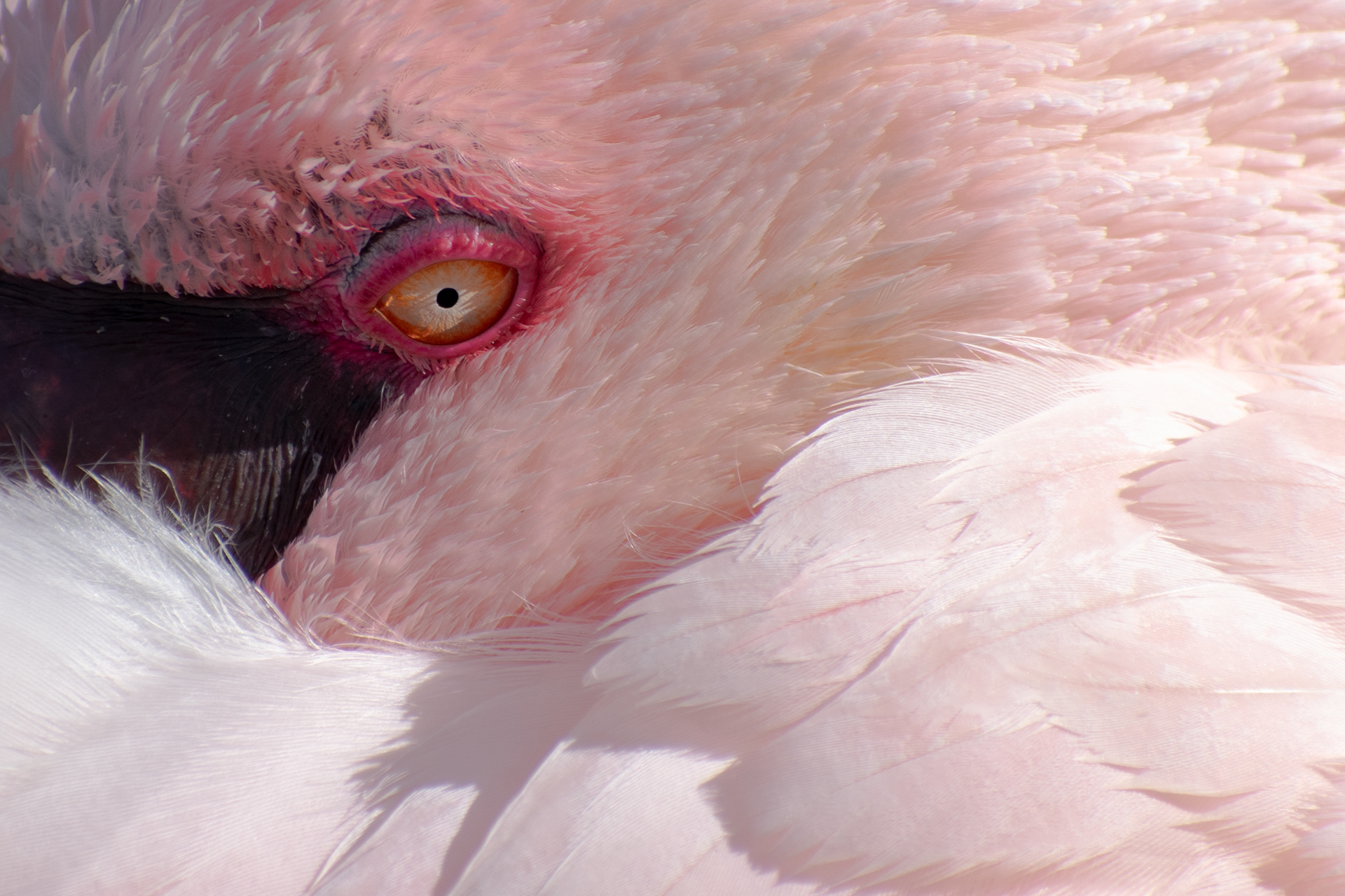 Lesser Flamingo