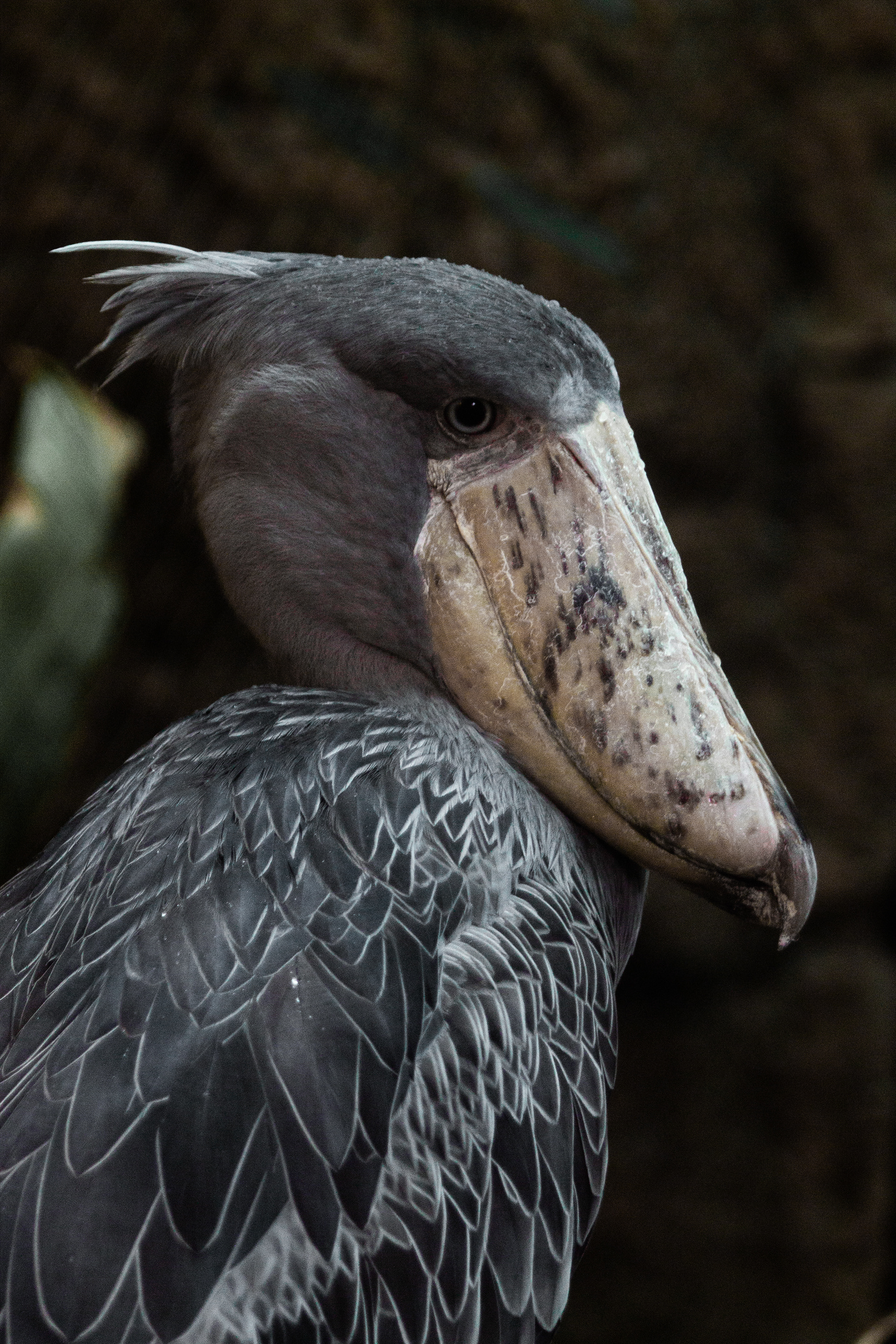 Shoebill
