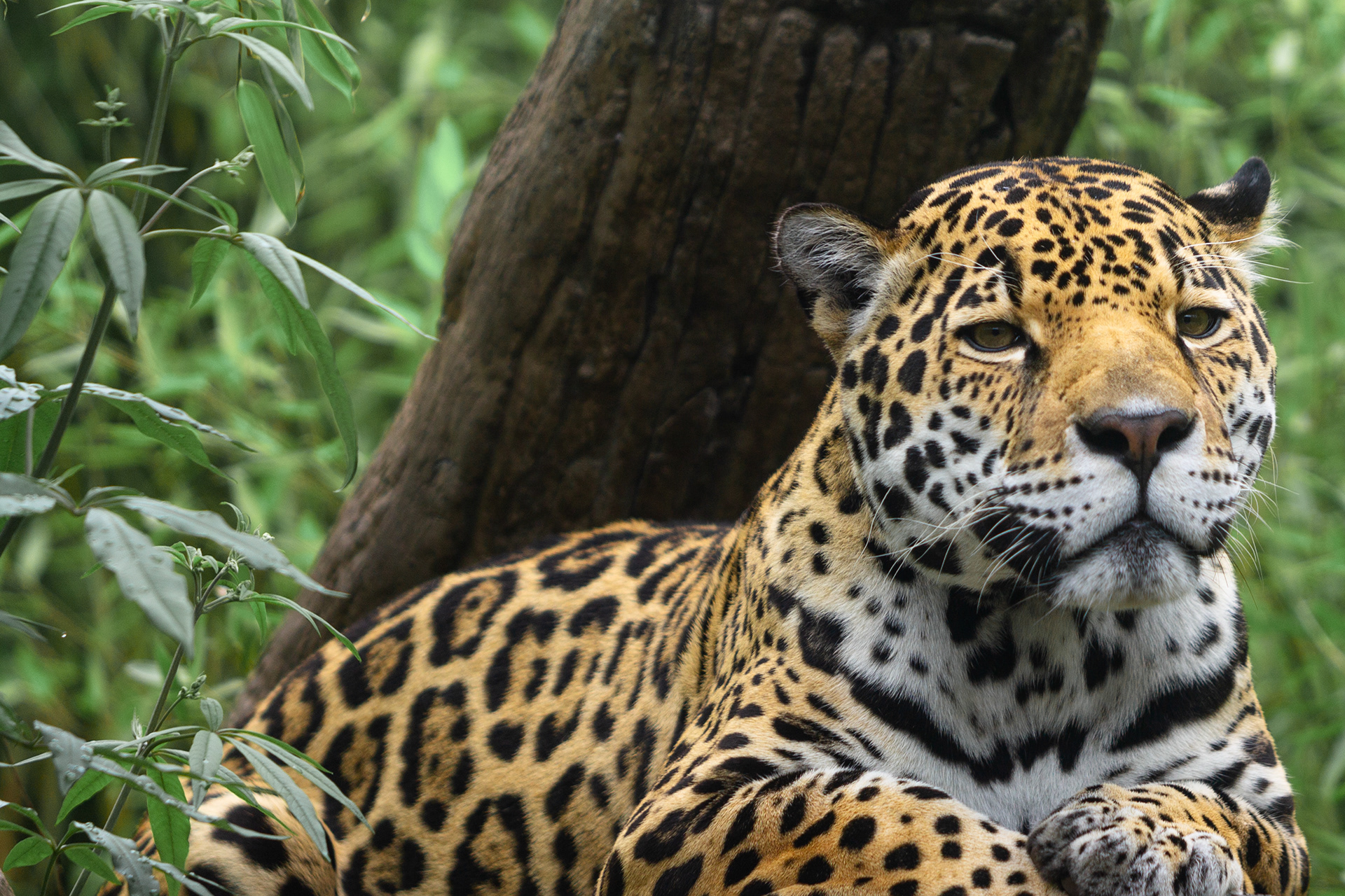 Jaguar