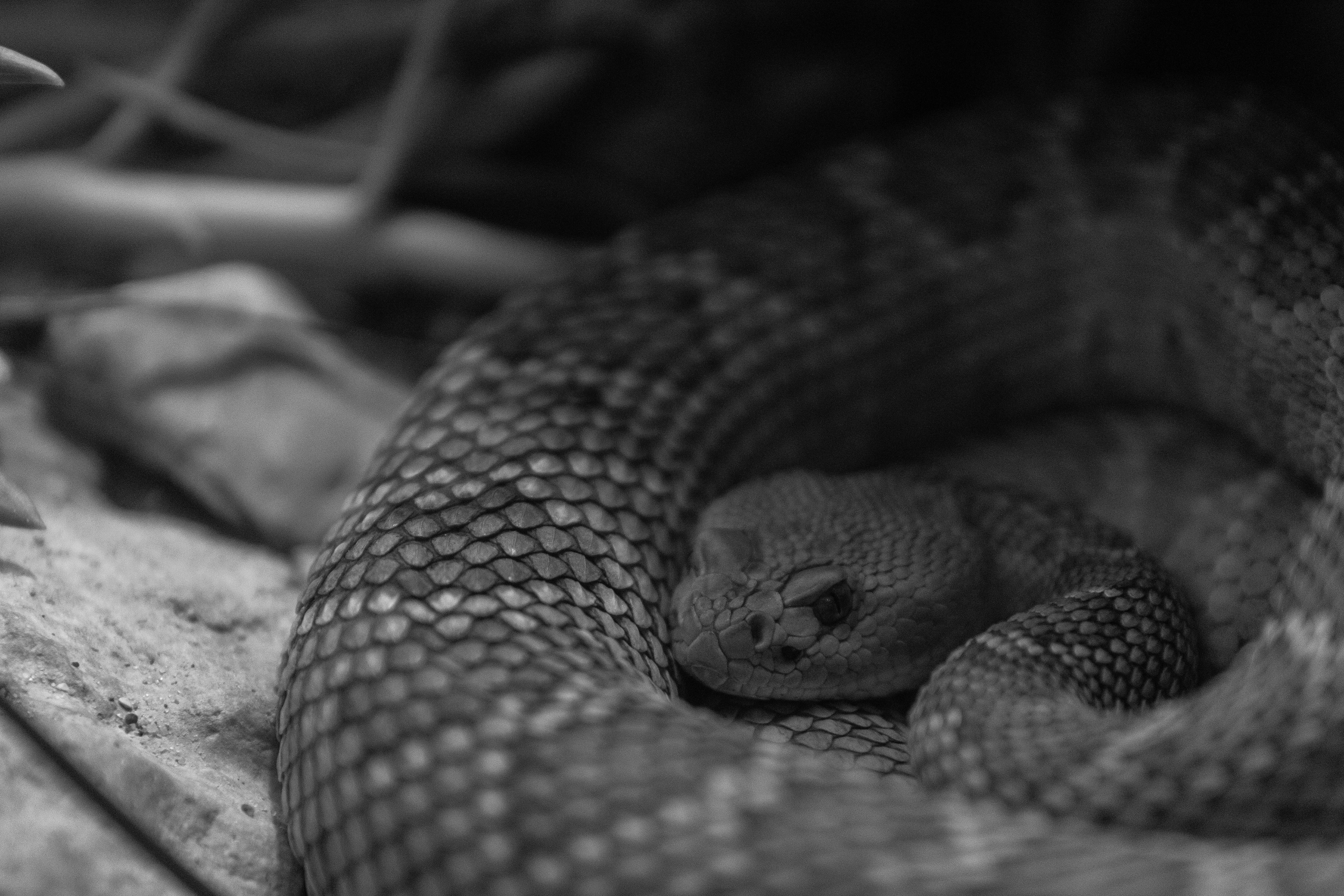 Indeterminate Rattlesnake