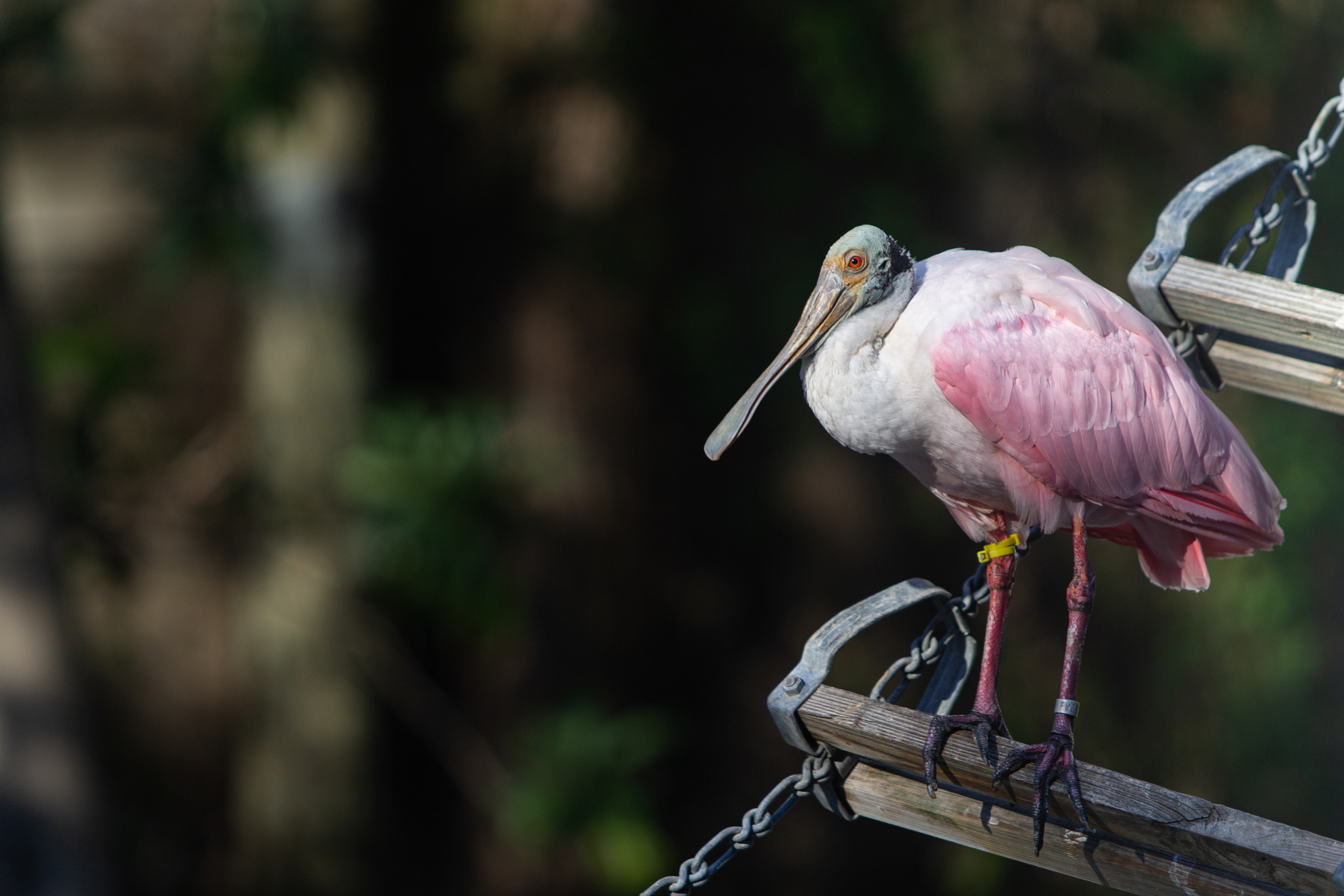 Roseate Spoonbill