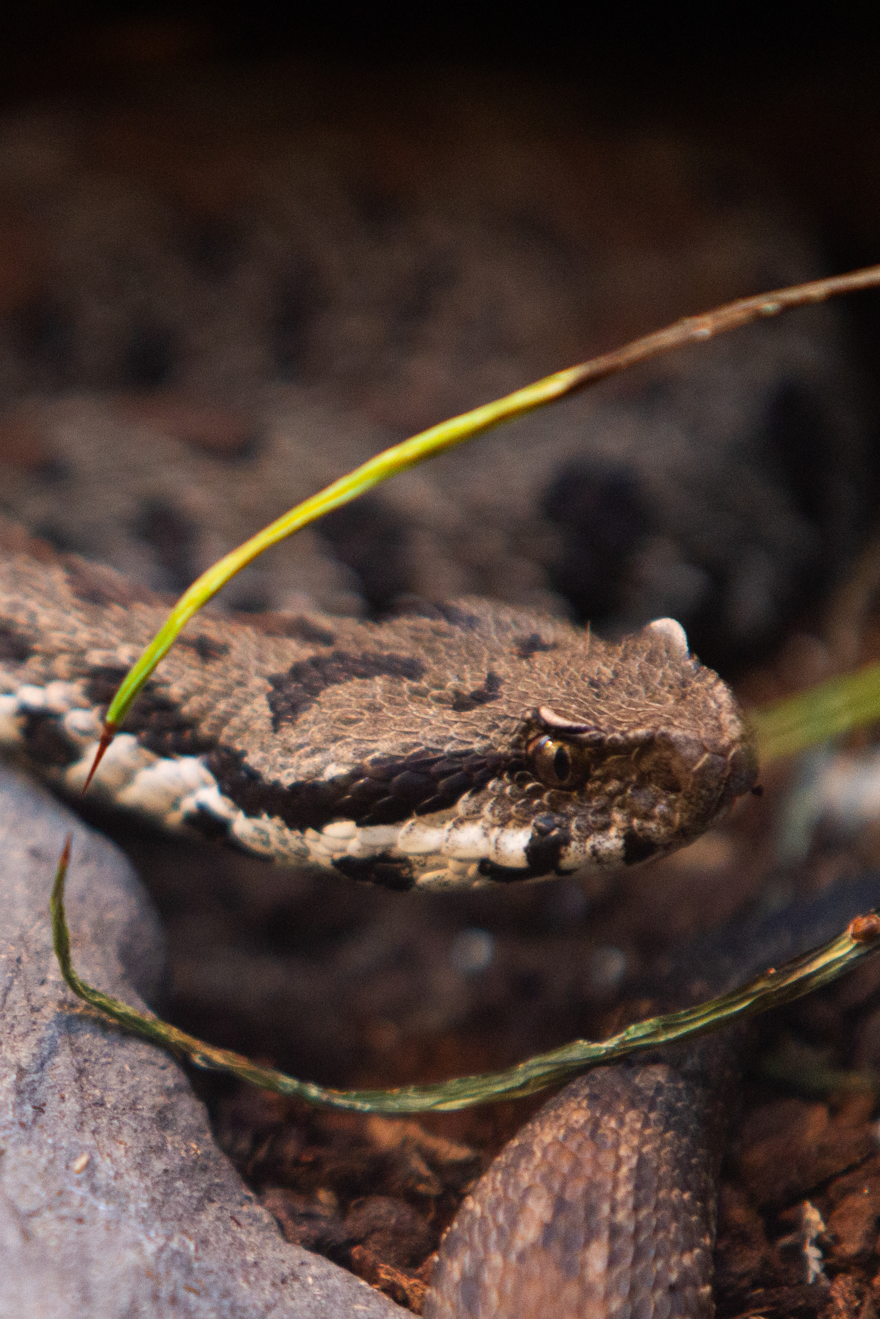Indeterminate Viper