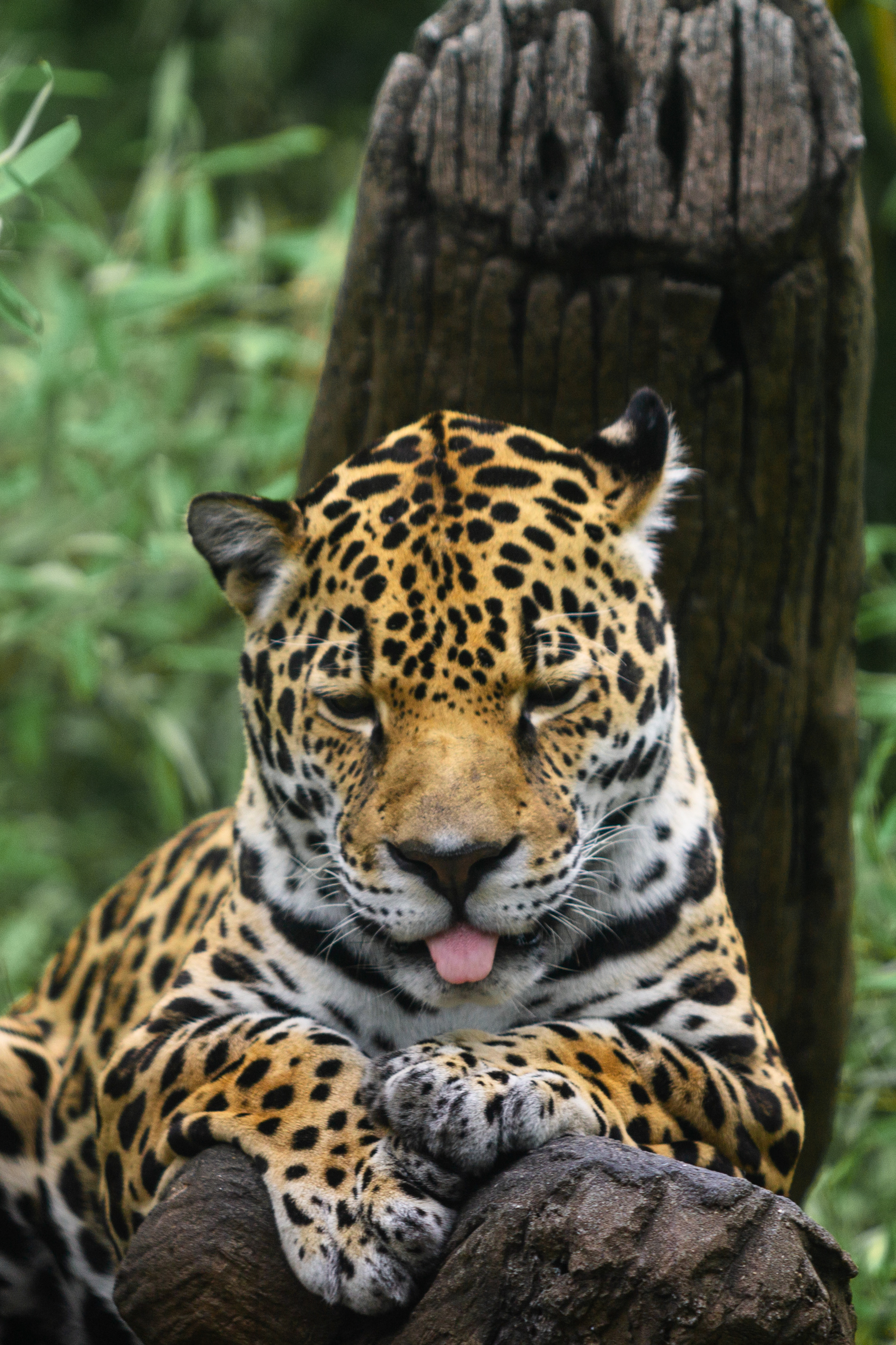 Jaguar